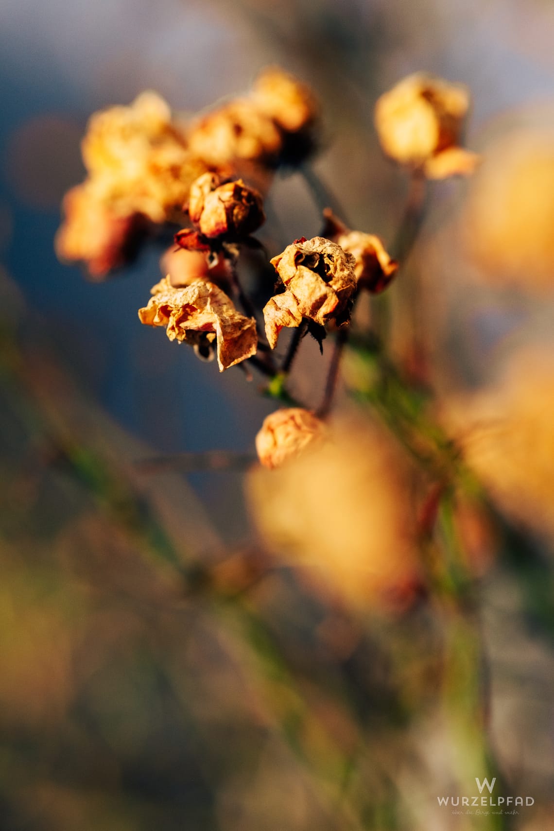 Nahaufnahme von mehreren trockenen, goldbraunen, verblühten Buschrosen an einem Strauch, beleuchtet von warmem Licht. Der Hintergrund ist unscharf.