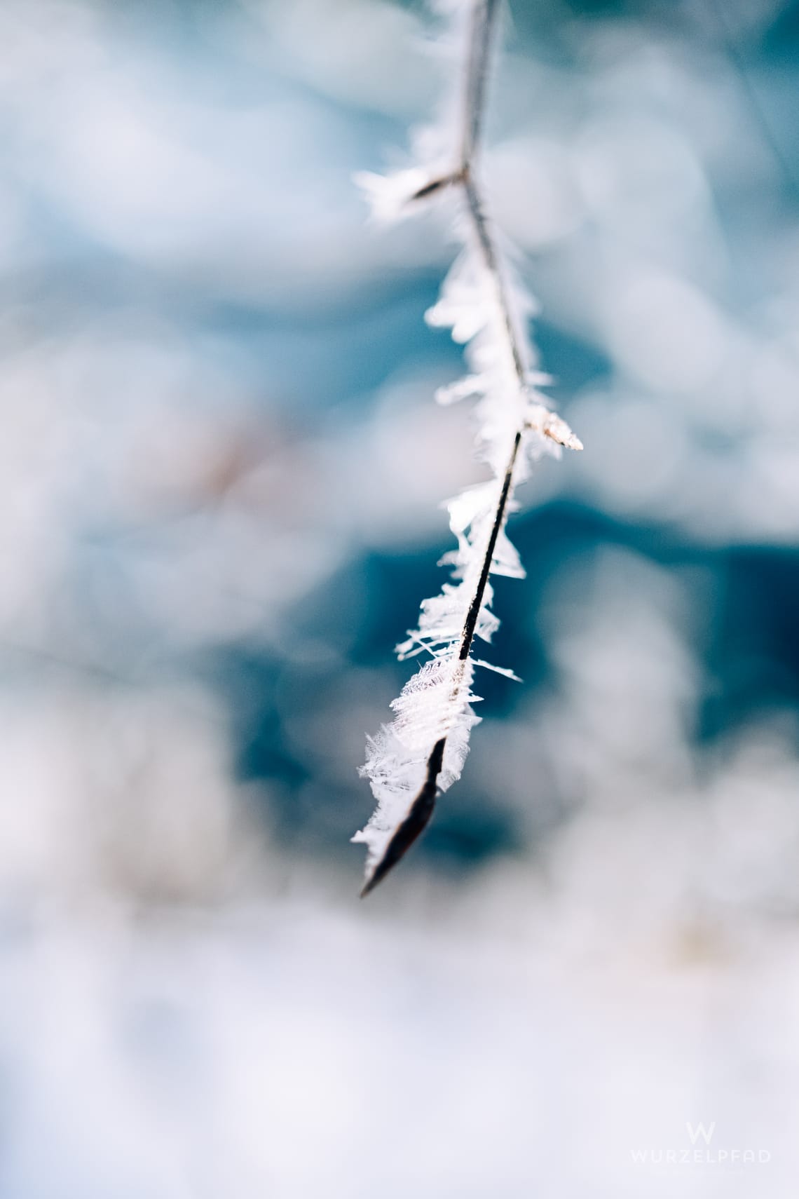 Ein dünner Zweig, dicht bedeckt mit feinen, weißen Eiskristallen, ragt vor einem unscharfen Hintergrund aus hellen Blau- und Weißtönen hervor, der die winterliche Kälte betont.